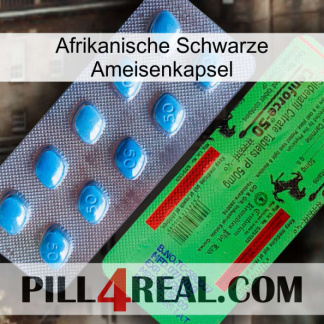 Africa Black Ant Capsule new03